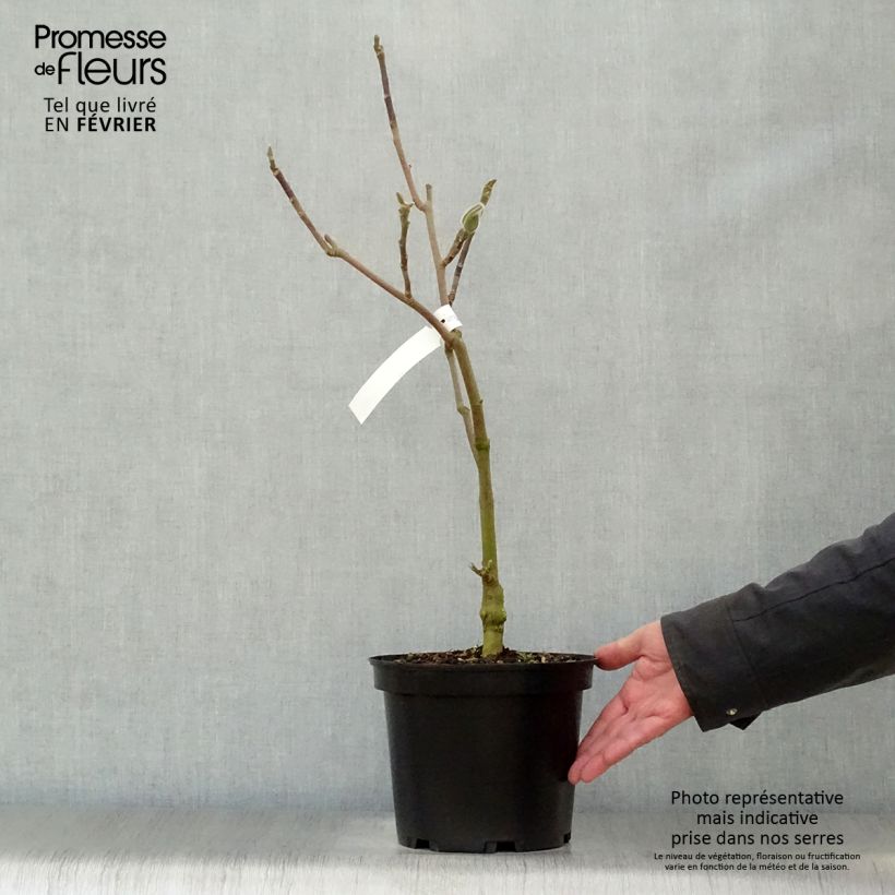 Magnolia Black Tulip Jurmag1 4L/5L pot sample as delivered in winter