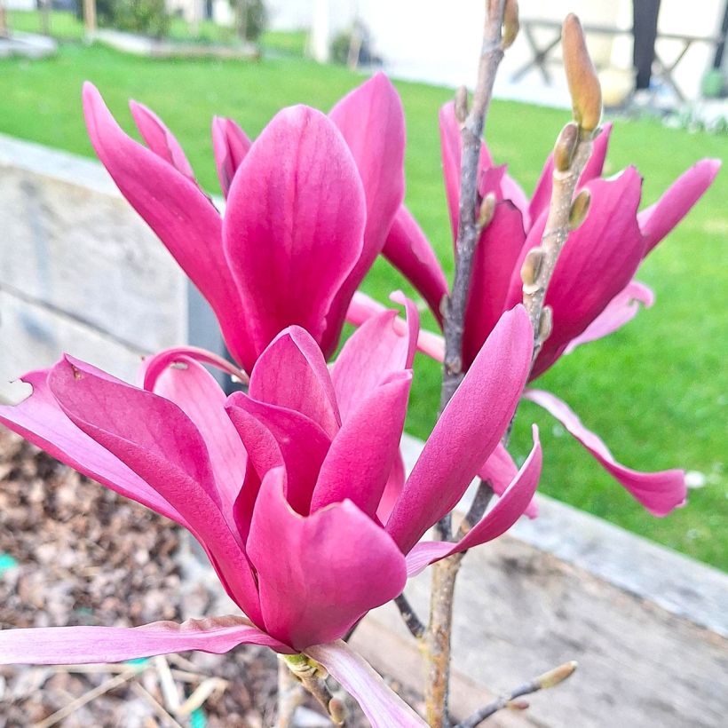 Magnolia Burgundy Star Jurmag4 (Flowering)