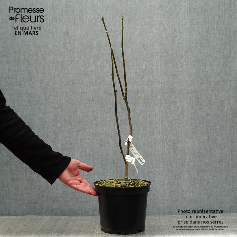 Magnolia Burgundy Star Jurmag4 4L/5L pot sample as delivered in spring