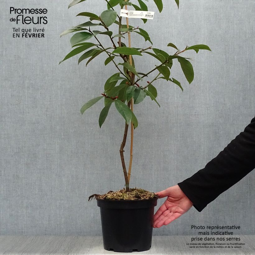 Magnolia&#x20;Fairy&#x20;White&#x20;4L&#x2F;5L&#x20;pot&#x20;sample&#x20;as&#x20;delivered&#x20;in&#x20;winter