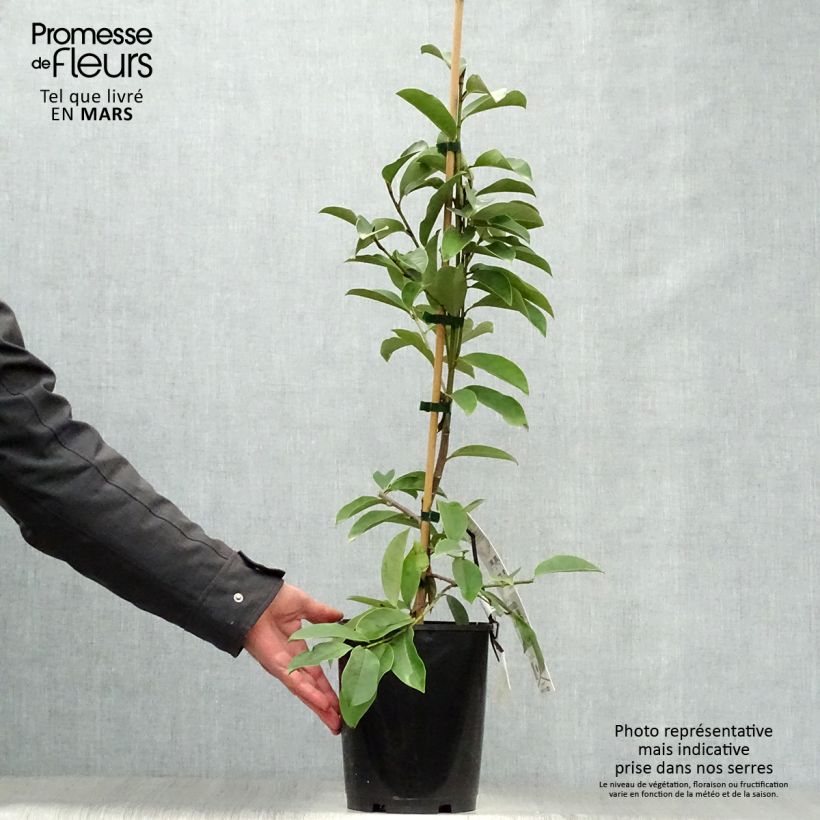 Magnolia Fairy White 4L/5L pot sample as delivered in spring