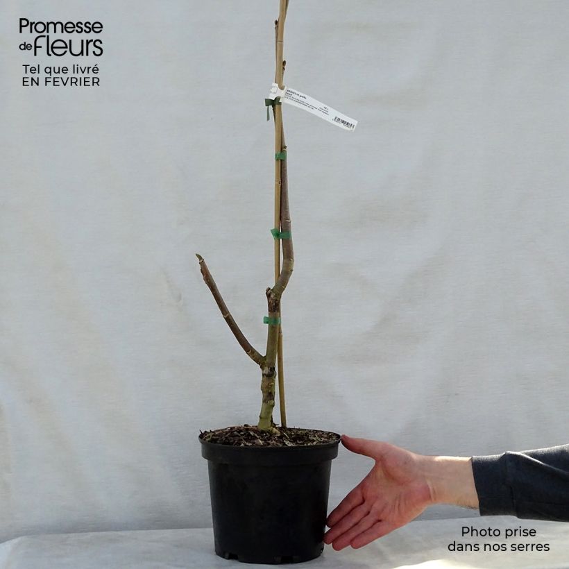 Magnolia Felix Jury 4L/5L pot sample as delivered in winter