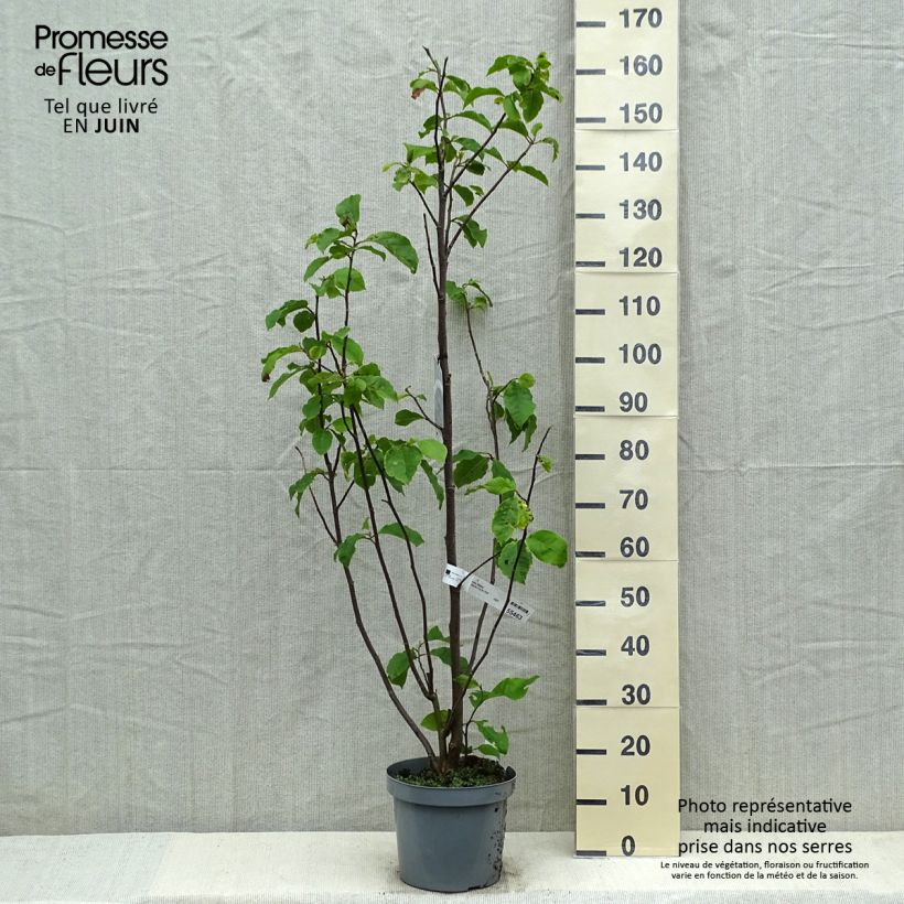 Magnolia Galaxy 4L/5L pot sample as delivered in spring