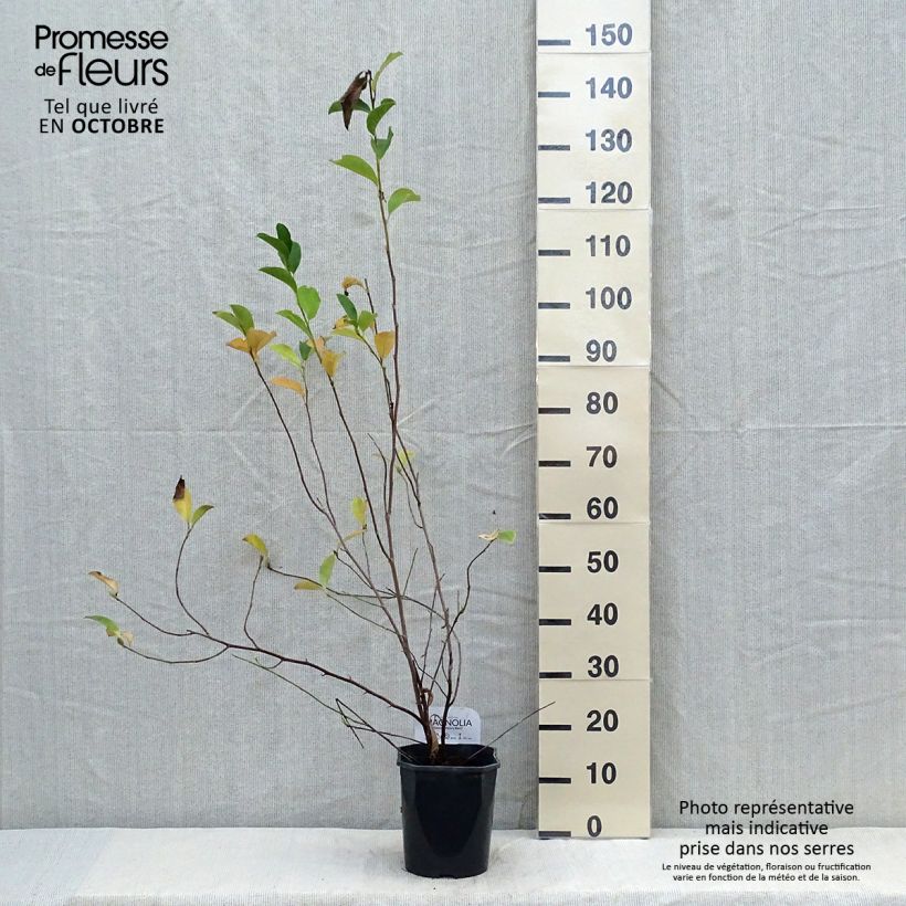 Magnolia George Henry Kern 3L/4L pot sample as delivered in autumn
