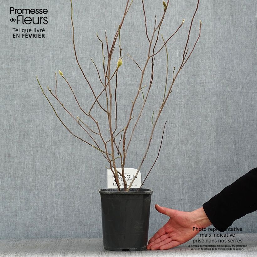 Magnolia George Henry Kern 3L/4L pot sample as delivered in winter