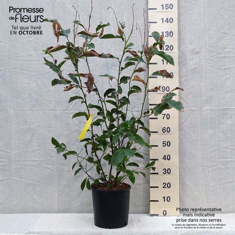 Magnolia George Henry Kern 7.5L/10L pot sample as delivered in autumn