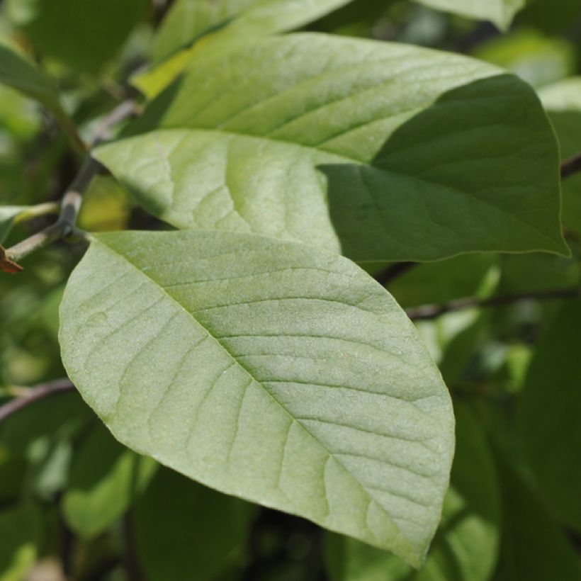 Magnolia stellata Gold Star (Foliage)