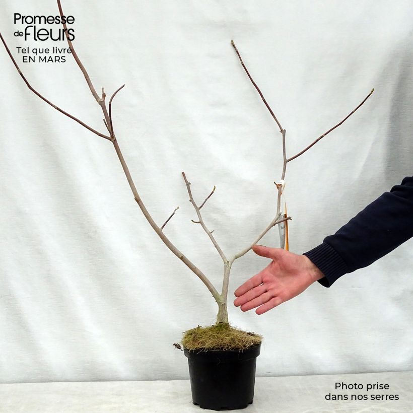 Magnolia  stellata Gold Star 2L/3L pot sample as delivered in spring