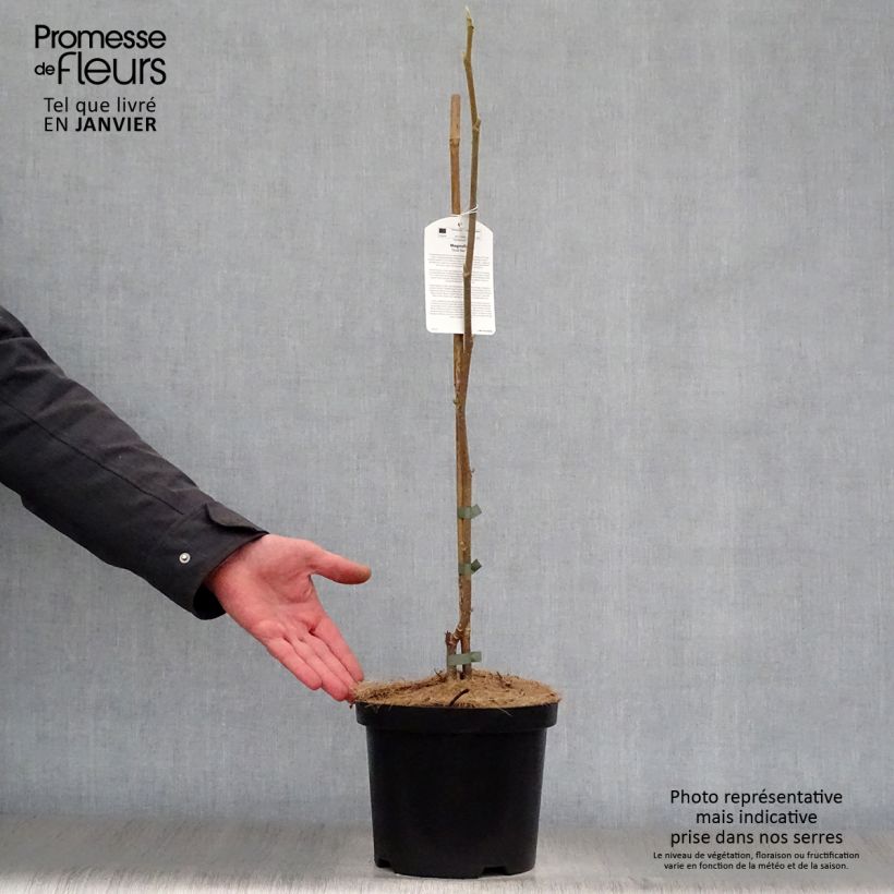 Magnolia  stellata Gold Star 4L/5L pot sample as delivered in winter