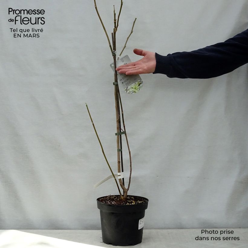 Magnolia  stellata Gold Star 4L/5L pot sample as delivered in spring