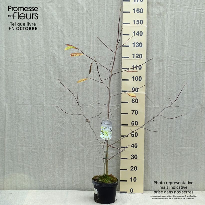 Magnolia  stellata Gold Star 4L/5L pot sample as delivered in autumn