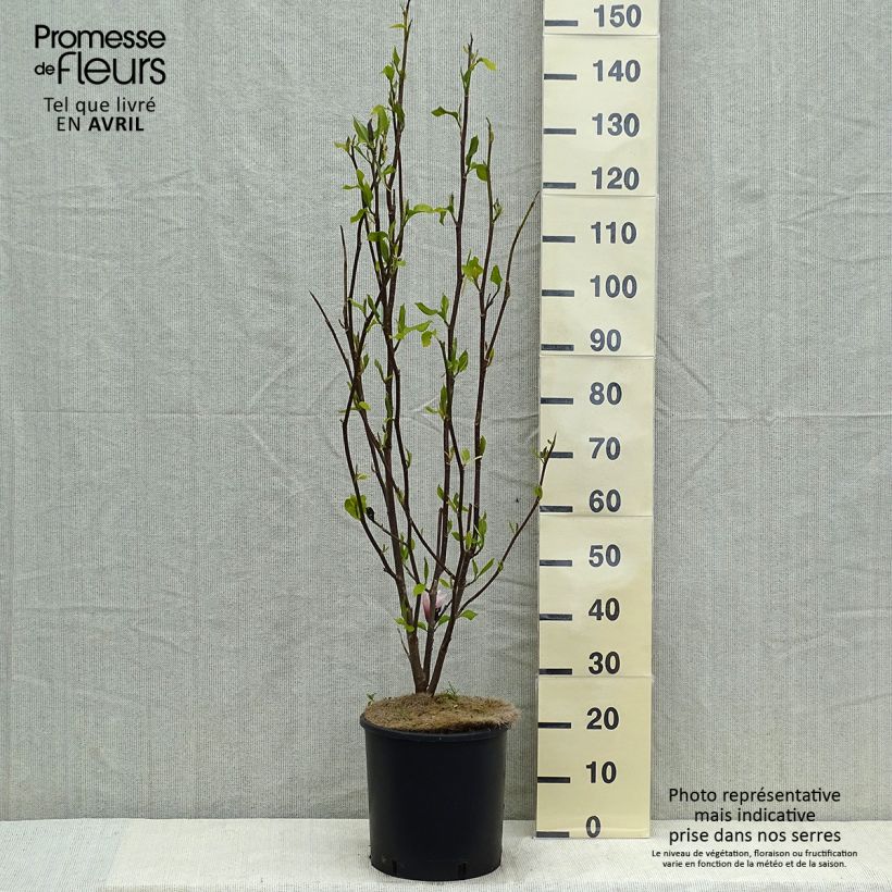 Magnolia Heaven Scent 7.5L/10L pot sample as delivered in spring