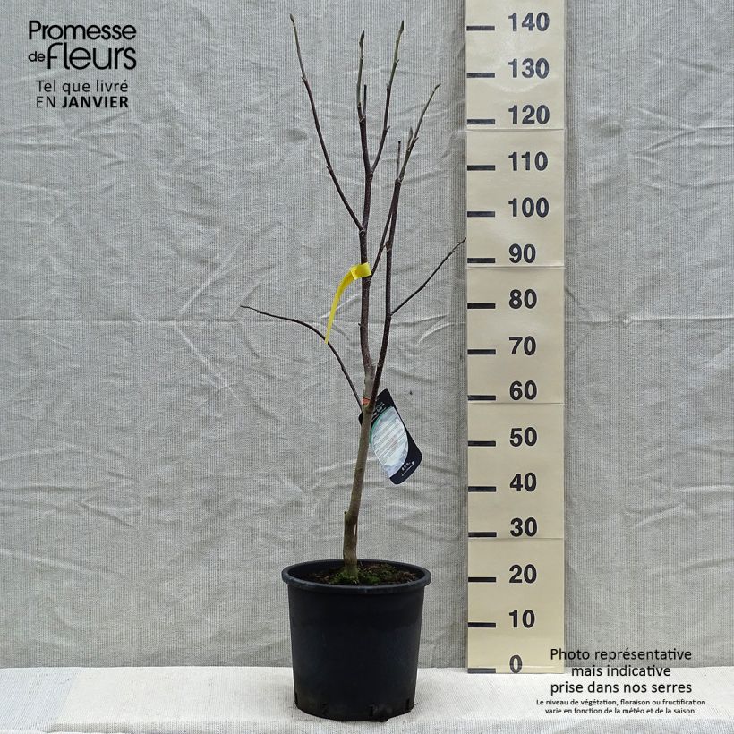 Magnolia Honey Tulip 7.5L/10L pot sample as delivered in winter