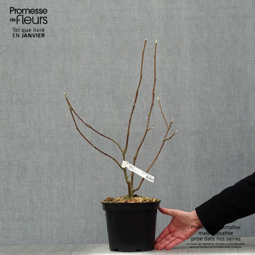 Magnolia x denudata Iolanthe 4L/5L pot sample as delivered in winter