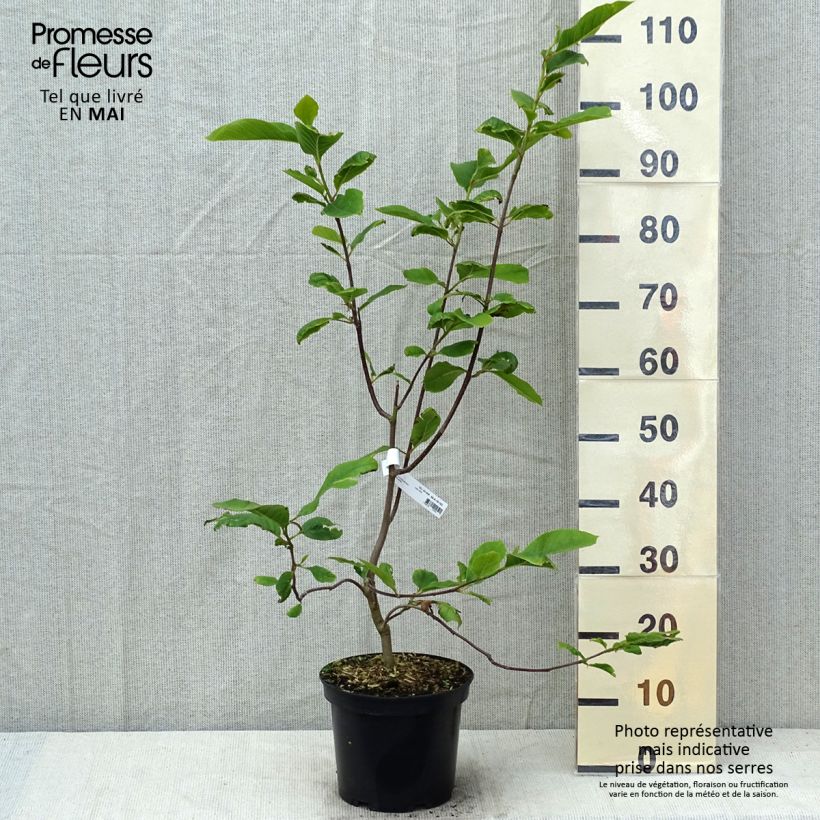 Magnolia x denudata Iolanthe 4L/5L pot sample as delivered in spring
