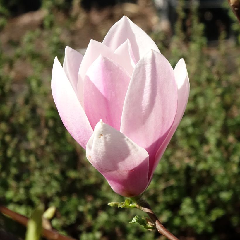 Magnolia  soulangeana Andre Leroy (Flowering)
