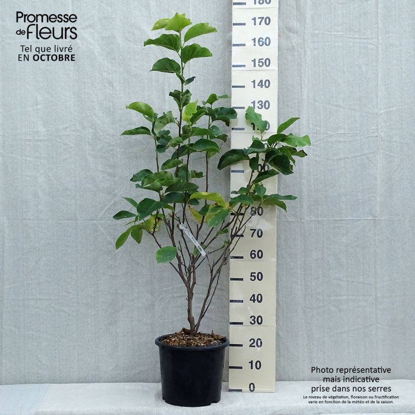 Magnolia  soulangeana Andre Leroy 7.5L/10L pot sample as delivered in autumn