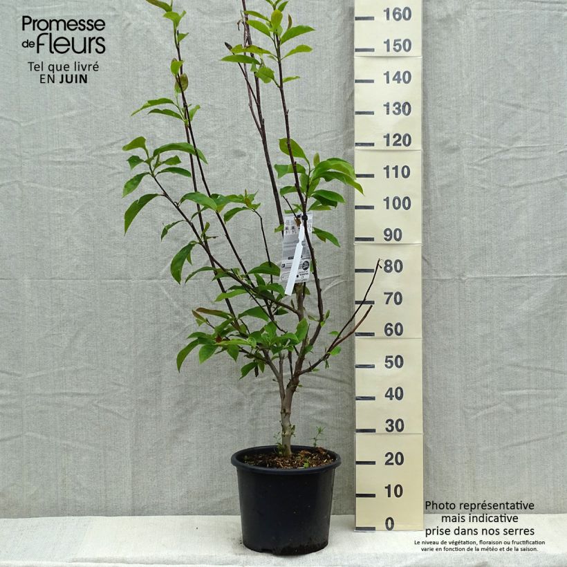 Magnolia  soulangeana Andre Leroy 7.5L/10L pot sample as delivered in spring