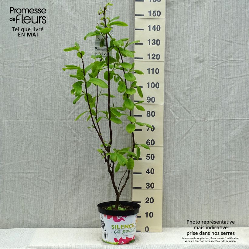 Magnolia Manchu Fan 7.5L/10L pot sample as delivered in spring