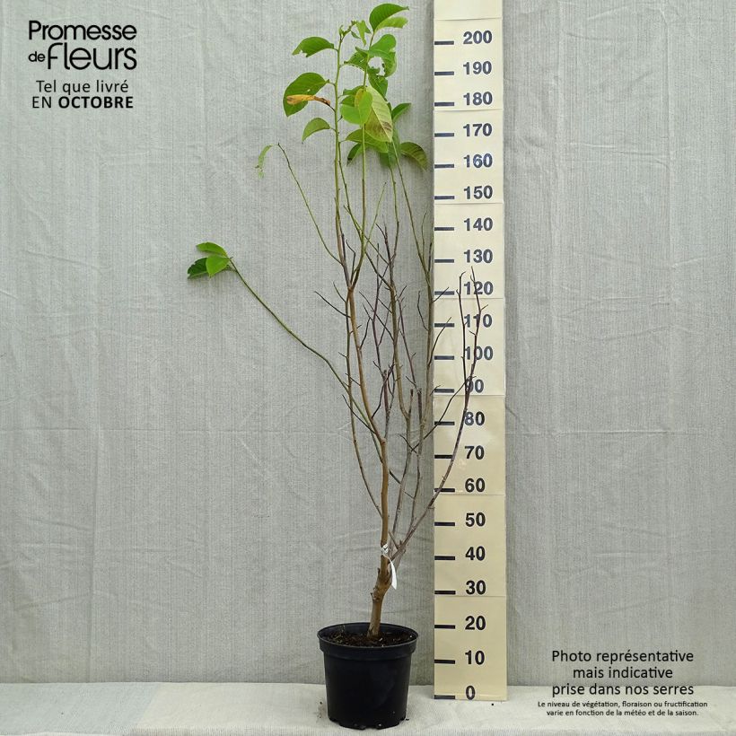 Magnolia Star Wars 7.5L/10L pot sample as delivered in autumn