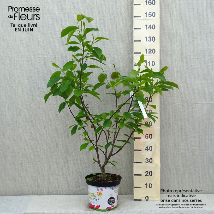 Magnolia Star Wars 7.5L/10L pot sample as delivered in spring