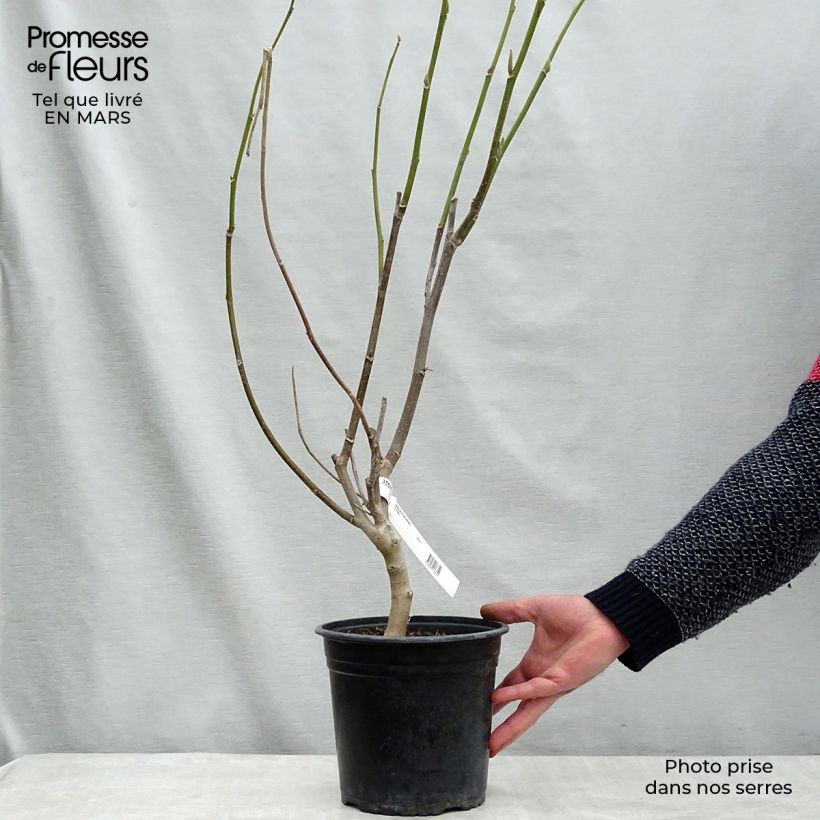 Magnolia Star Wars 4L/5L pot sample as delivered in winter