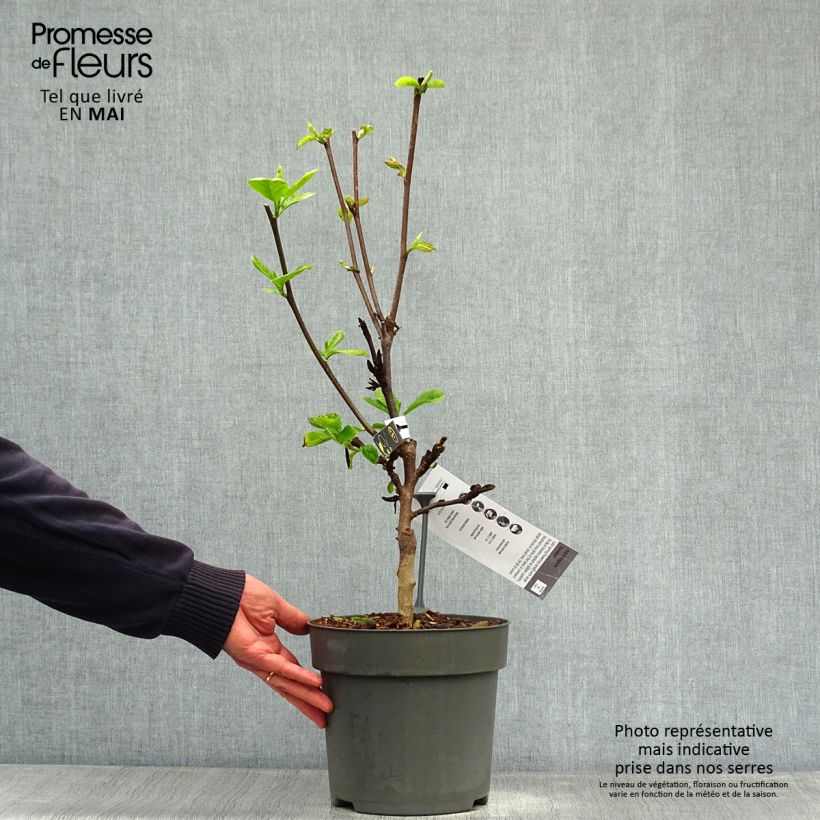 Magnolia x brooklynensis Sunsation 3L/4L pot sample as delivered in spring