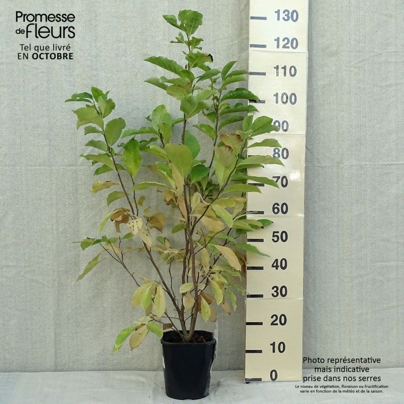 Magnolia Susan 3L/4L pot sample as delivered in autumn