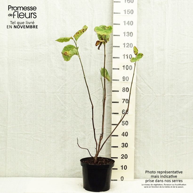 Magnolia Yellow Lantern 6L/7L pot sample as delivered in autumn
