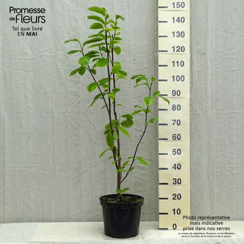 Magnolia Yellow Lantern 6L/7L pot sample as delivered in spring