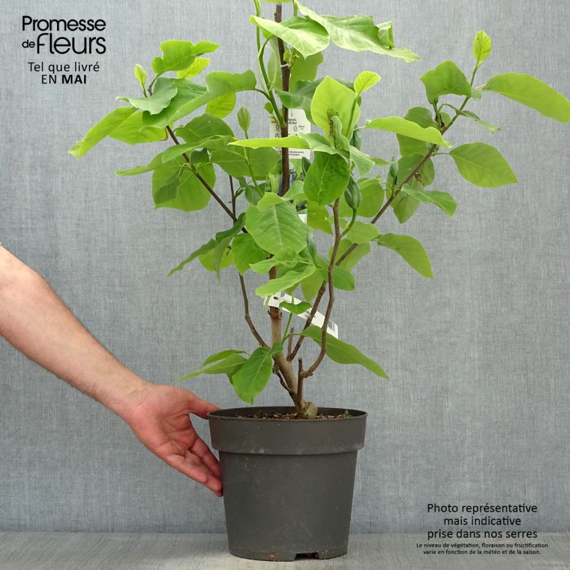 Magnolia acuminata Blue Baby 6L/7L pot sample as delivered in spring