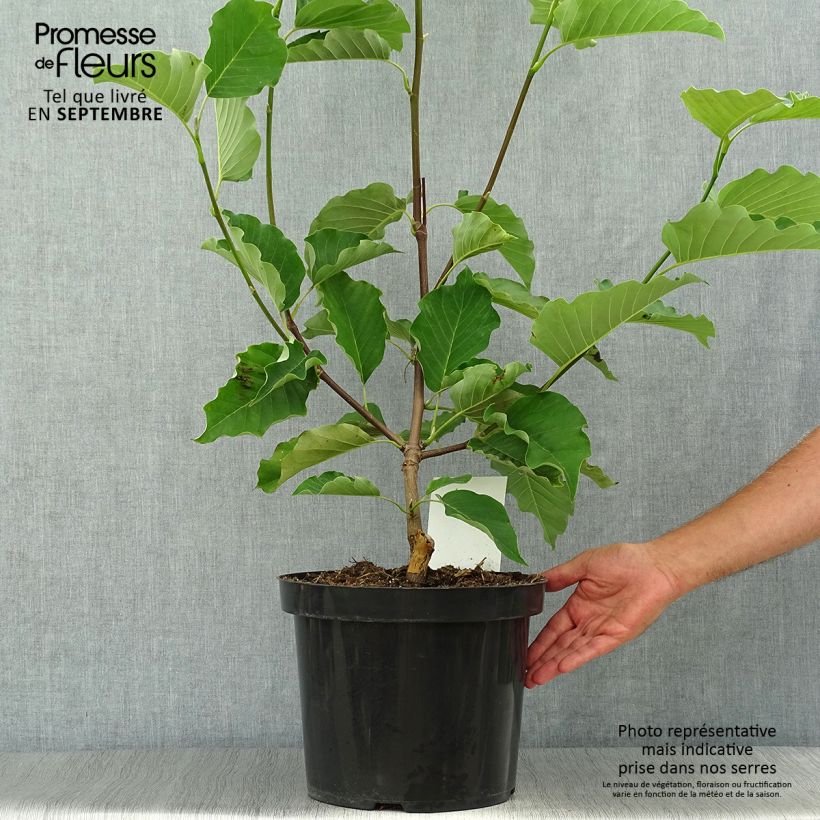 Magnolia x acuminata Blue Opal 7.5L/10L pot sample as delivered in autumn