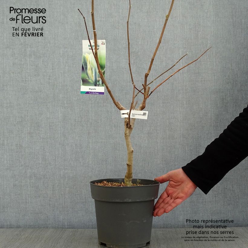 Magnolia x acuminata Blue Opal 7.5L/10L pot sample as delivered in winter
