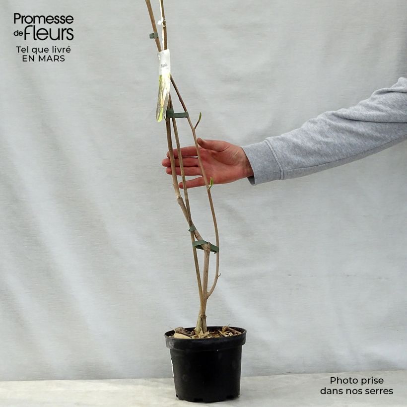 Magnolia brooklynensis Evamaria 2L/3L pot sample as delivered in spring