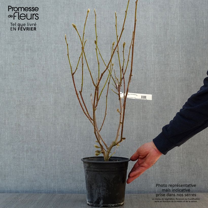 Magnolia denudata Festirose 4L/5L pot sample as delivered in winter