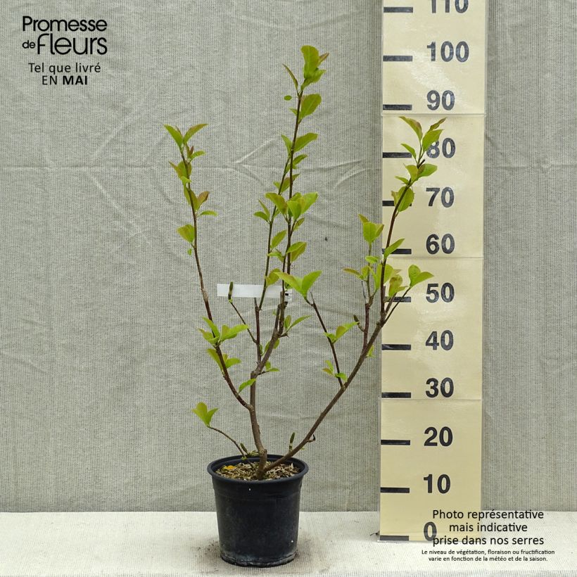 Magnolia denudata Festirose 4L/5L pot sample as delivered in spring