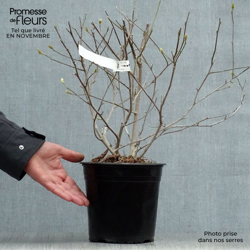 Magnolia stellata Waterlily 4L/5L pot sample as delivered in autumn