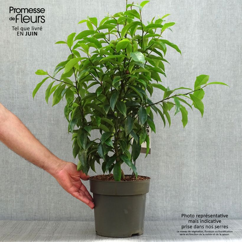 Magnolia figo Stellar Ruby 6L/7L pot sample as delivered in summer