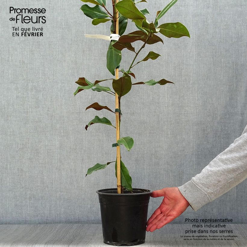 Magnolia grandiflora Brackens Brown Beauty 4L/5L pot sample as delivered in autumn