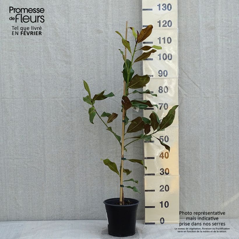 Magnolia grandiflora Brackens Brown Beauty 4L/5L pot sample as delivered in winter