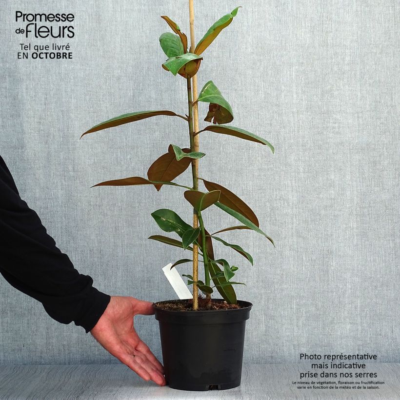 Magnolia grandiflora Ferruginea 1.5L/2L pot sample as delivered in autumn