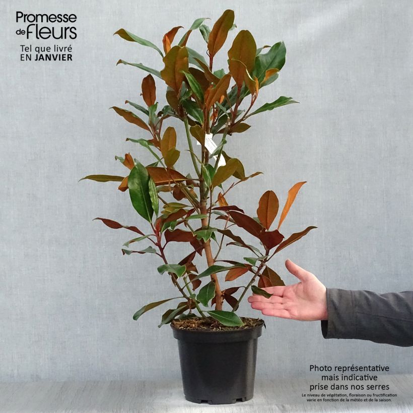 Magnolia grandiflora Kay Parris 4L/5L pot sample as delivered in winter