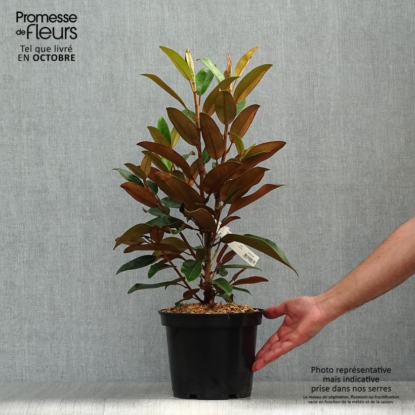 Magnolia grandiflora Little Gem 3L/4L pot sample as delivered in autumn
