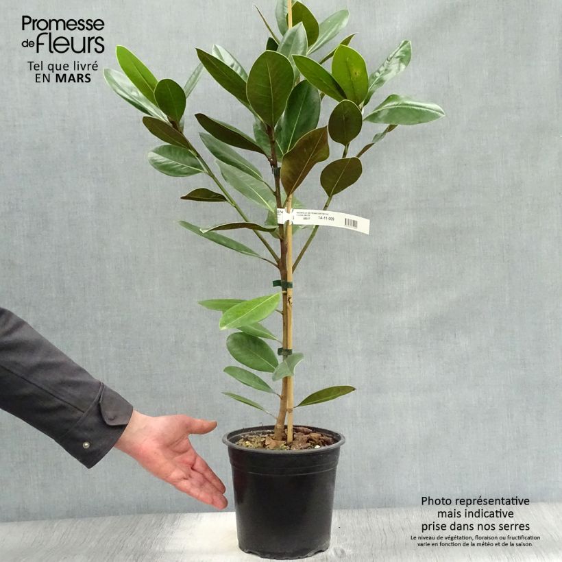 Magnolia grandiflora Treyve 4L/5L pot, Sapling sample as delivered in spring
