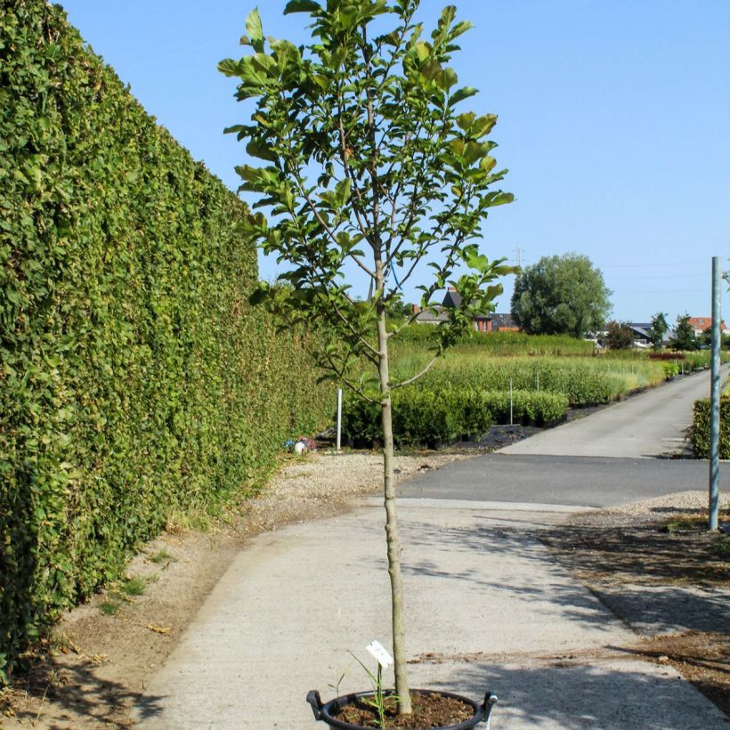 Magnolia kobus 50L/55L pot sample as delivered in spring