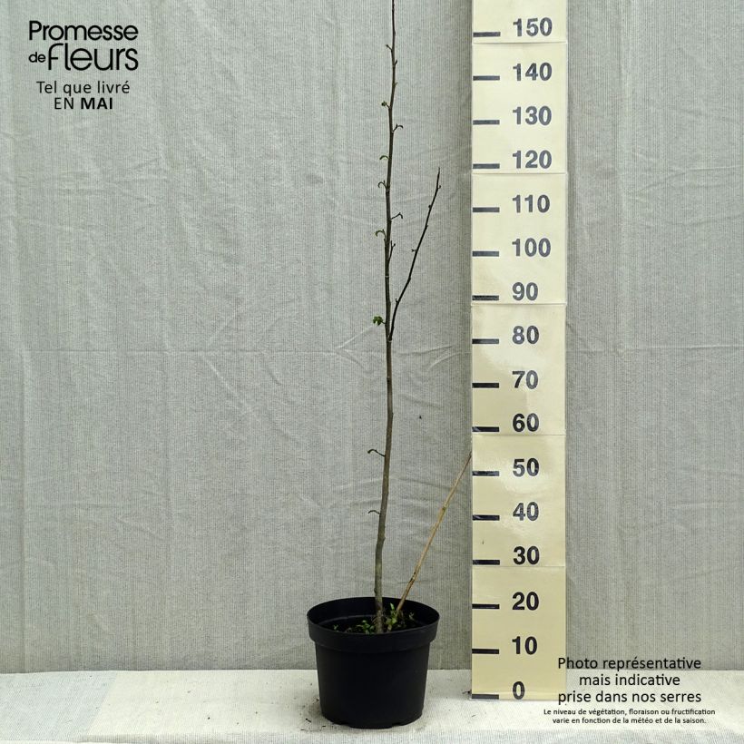 Magnolia kobus 4L/5L pot sample as delivered in spring