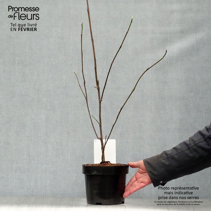 Magnolia liliflora Nigra 3L/4L pot sample as delivered in winter