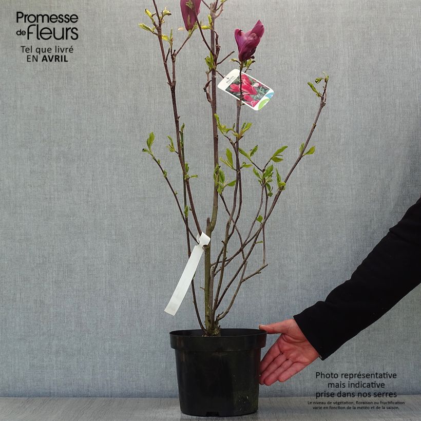 Magnolia liliflora Nigra 3L/4L pot sample as delivered in spring