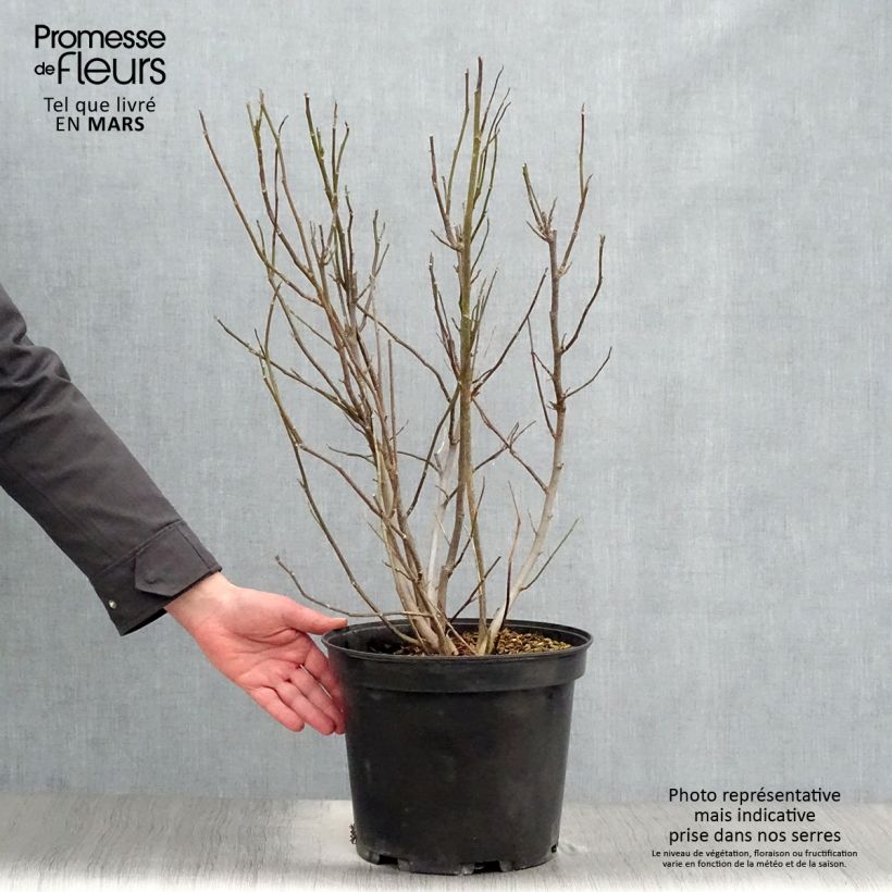 Magnolia liliflora Nigra 7.5L/10L pot sample as delivered in spring