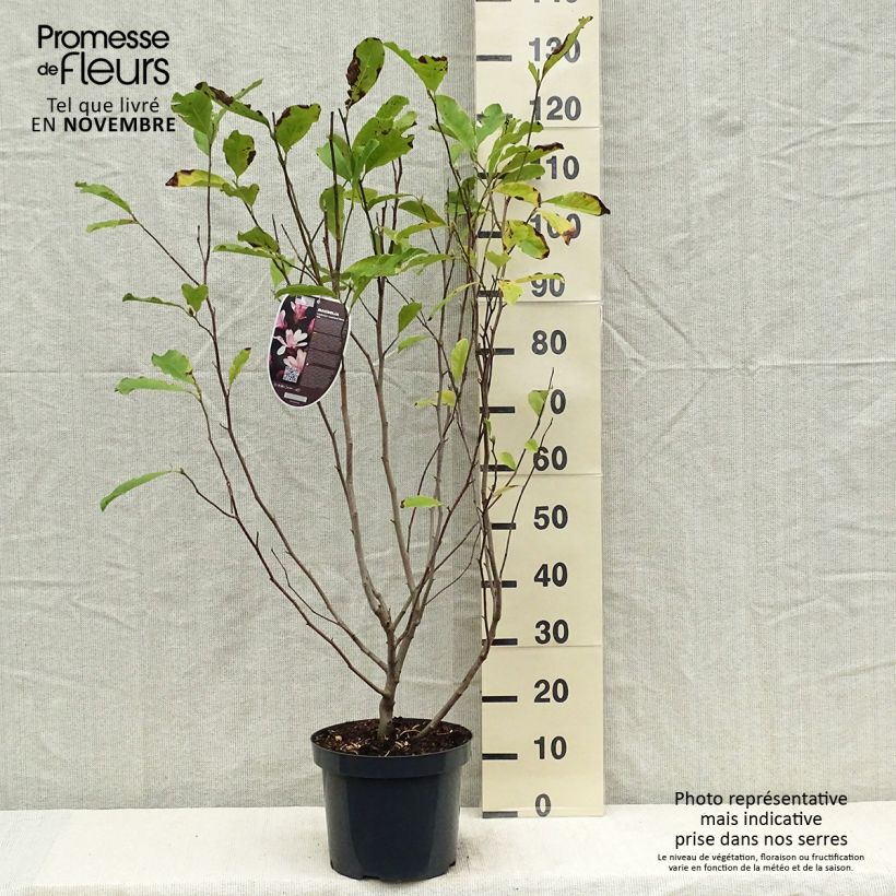 Magnolia x loebneri Leonard Messel 6L/7L pot sample as delivered in autumn